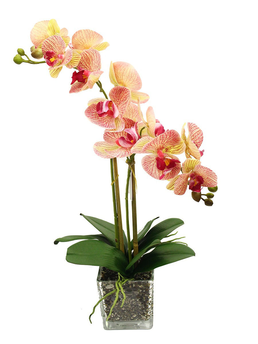 Decorum орхидеи каталог с фотографиями и названиями