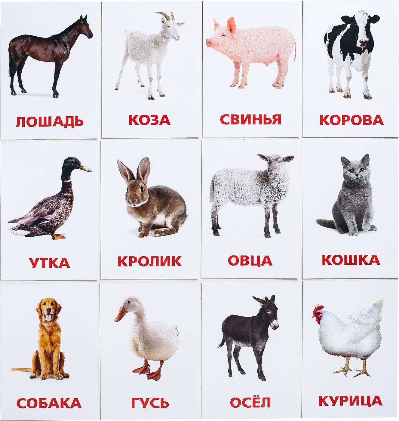 Домашние животные. Обучающие карточки