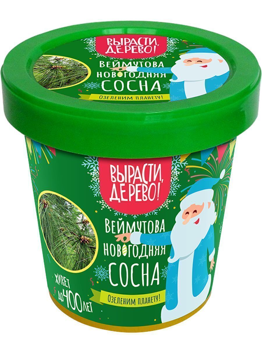 Веймутова Новогодняя Сосна Веймутова Новогодняя Сосна