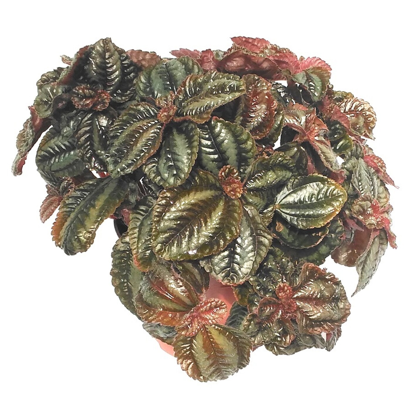 Pilea Интернет Магазин Растений