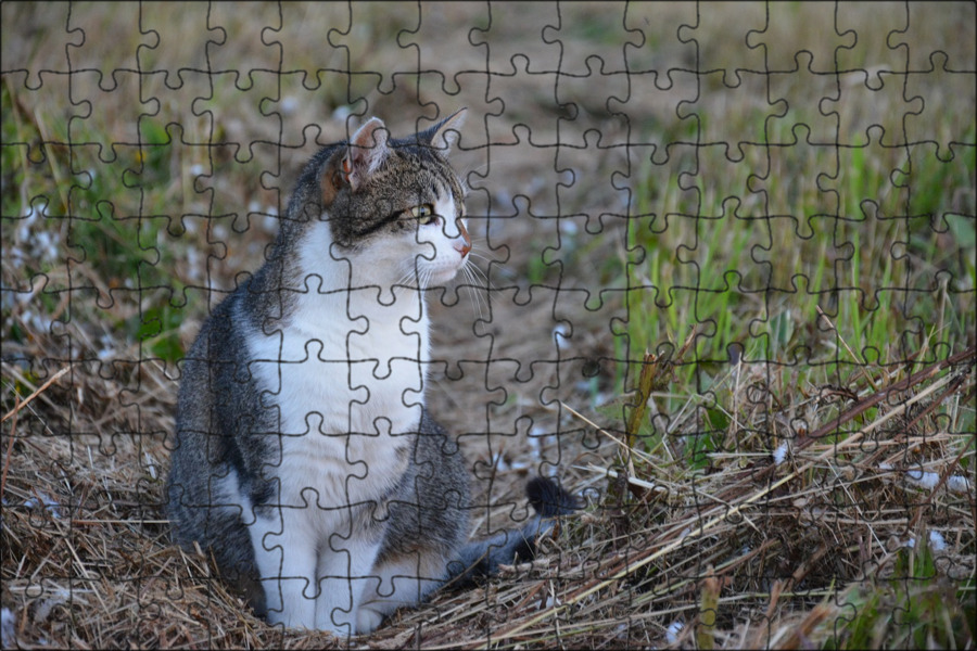 Серо белый кот