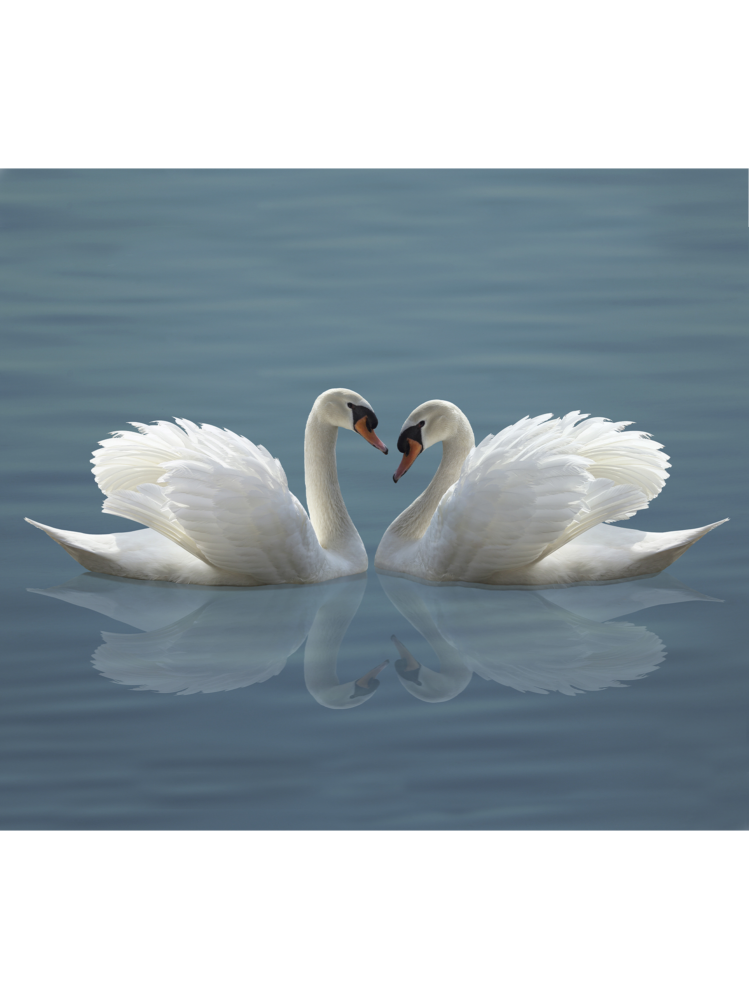 Фотообои На Стену Лебеди фото 19