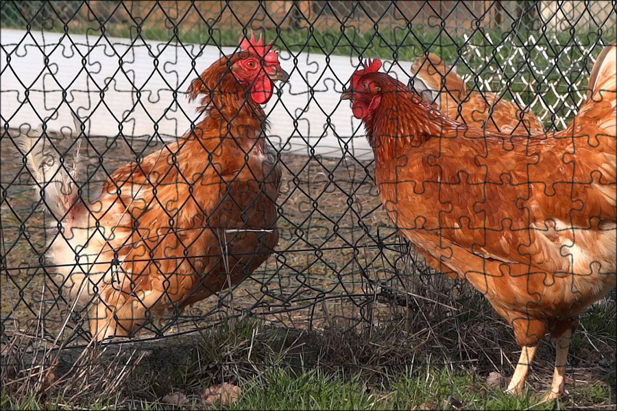 как видят курицы. что видят куры. клюв курицы. курицу видят все. тут яйца нести некому.