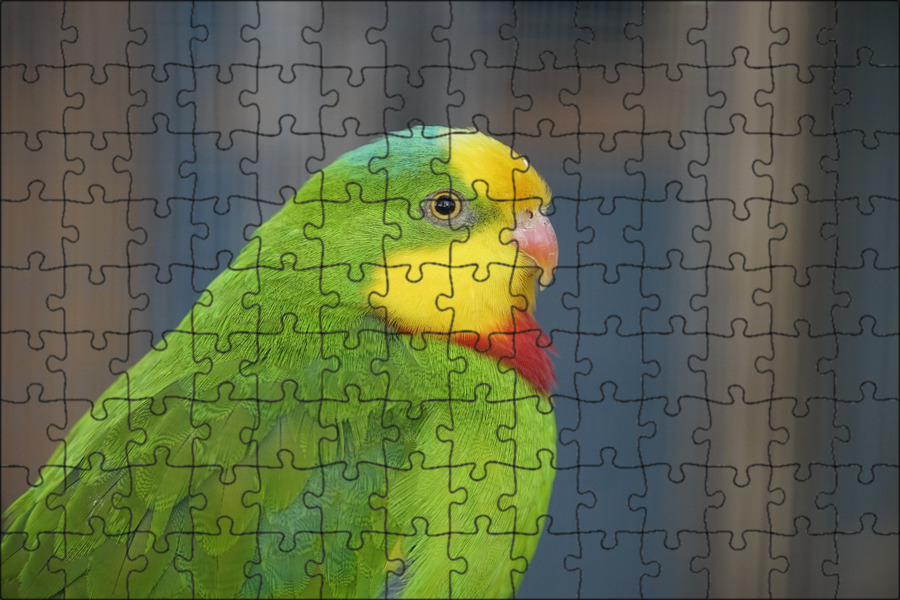 Попугай желто зеленый грин. Красные желтые и зеленые попугаи. Красный попугай на зеленом фоне. Трёхгибридный попугай зеленый. Попугай лорикет красный.