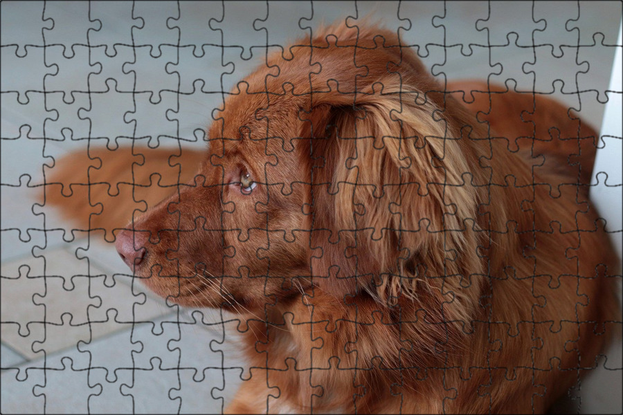 Nova scotia duck tolling retriever порода собак. Ретривер рыжий новошотландский. Новошотландский ретривер и золотистый ретривер. Новошотландский ретривер. Новошотландский утиный ретривер.