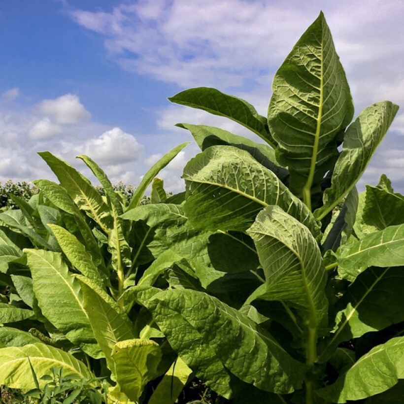 Растение Nicotiana tabacum