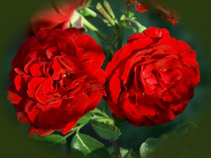 Роза сорт сантана фото и описание