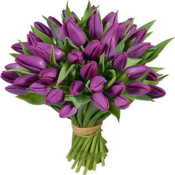 Тюльпан Purple Bouquet