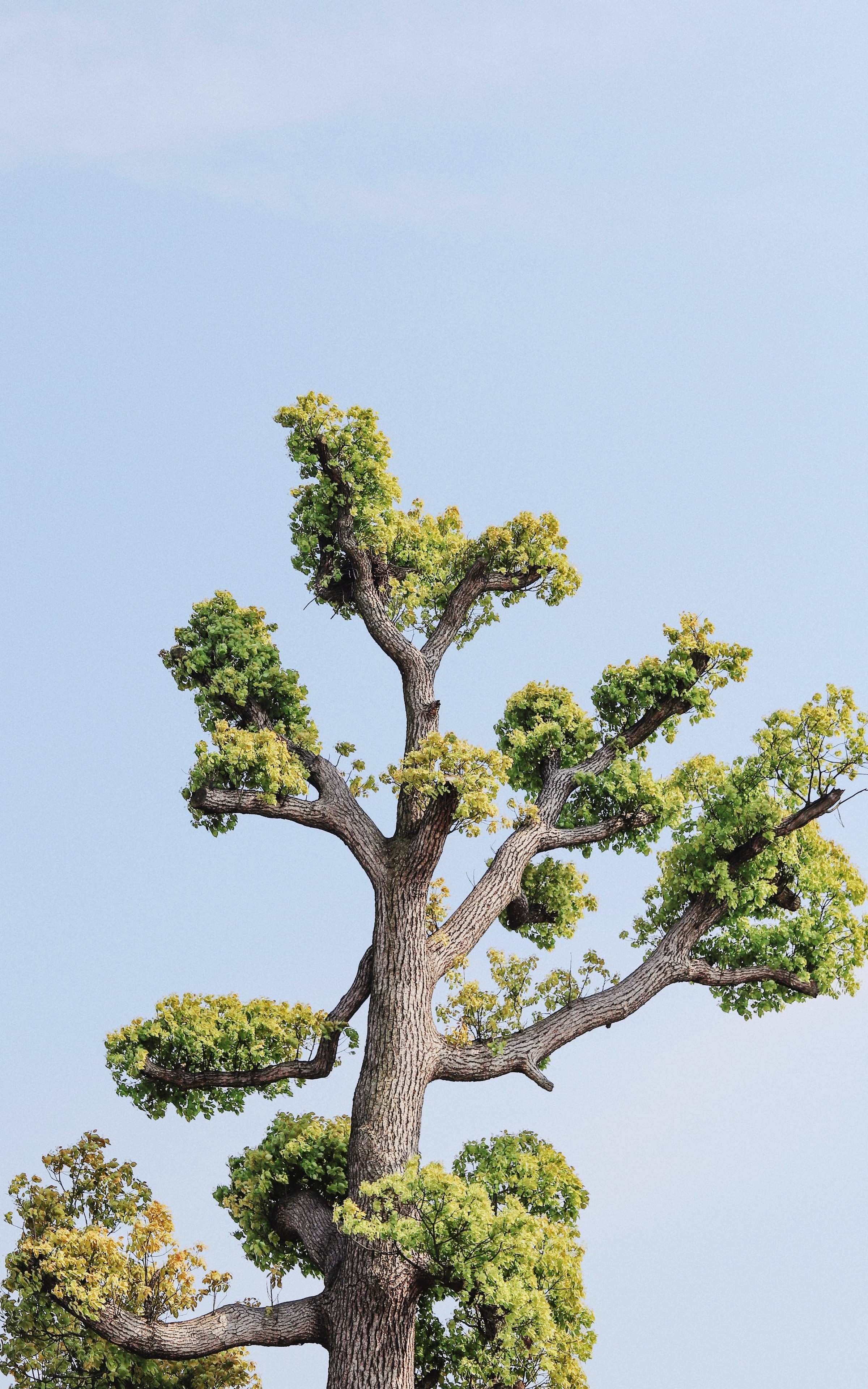 Дерево которое растет вверх. Дерево которое растет вверх. Тополь пирамидальный дерево. Кипарисовый тополь. Корни деревьев фото.