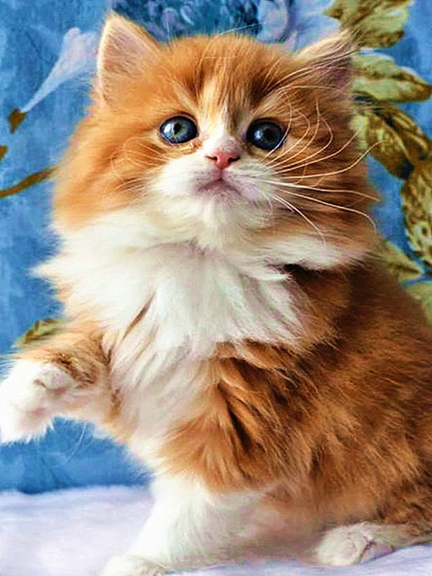 Фото котик рыжий