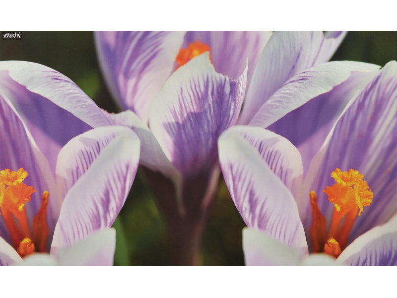 Sieberi Tricolor Крокус. Цвет Крокус 79. Крокус цветок с отражением в воде. Крокус цветы из пряжи. Цветок крокус сити оригами