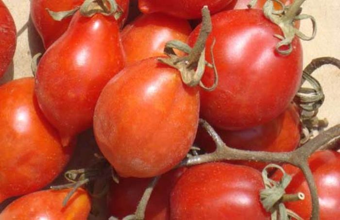 Томат гора везувий отзывы