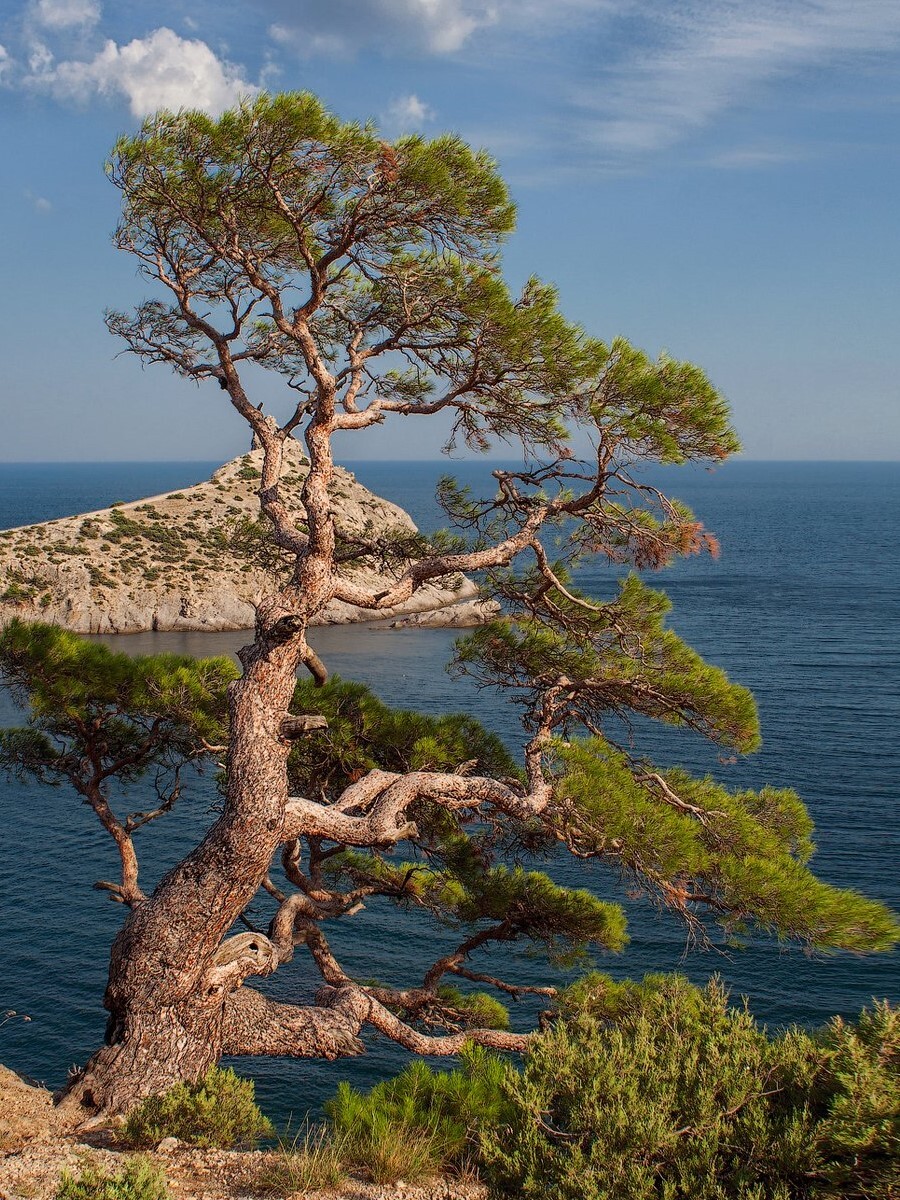 Сосна крымская. Сосна Палласа Крымская. Сосна Крымская (Pinus pallasiana). Сосна Станкевича (Судакская). Крымскую и пицундской сосны.