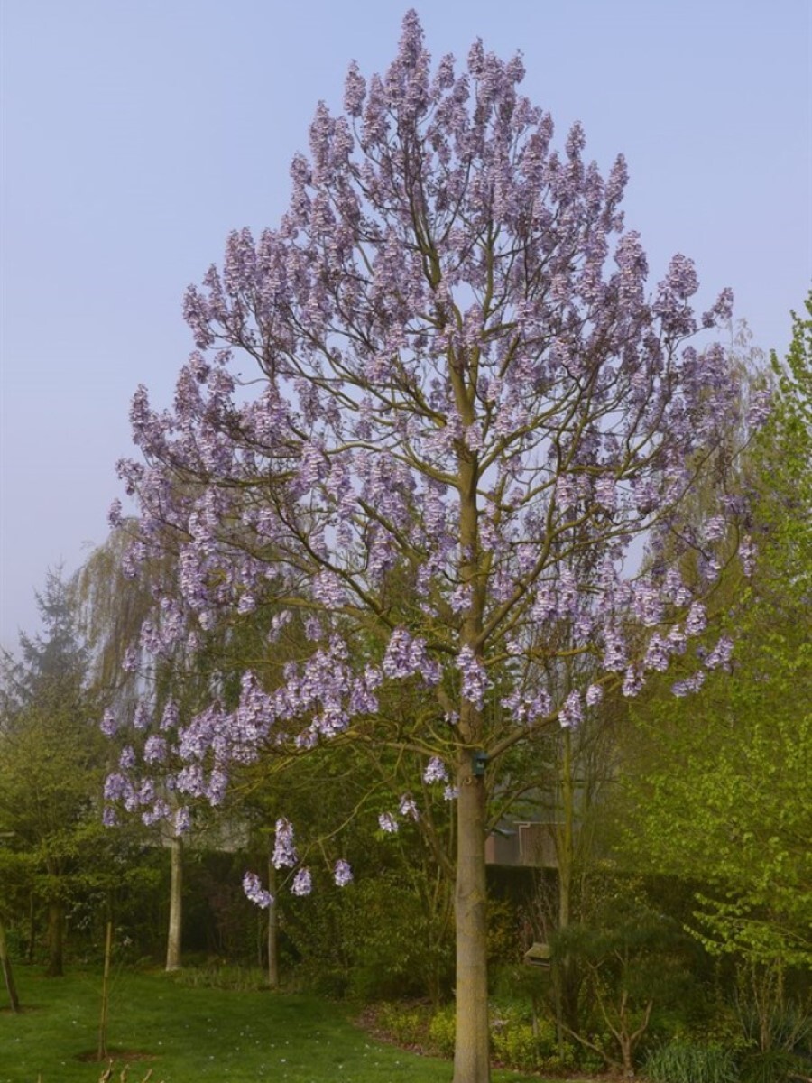 Павлония сайт. Павлония сайт. Роща павловнии. Быстрорастущее дерево павлония. Павлония сайт.