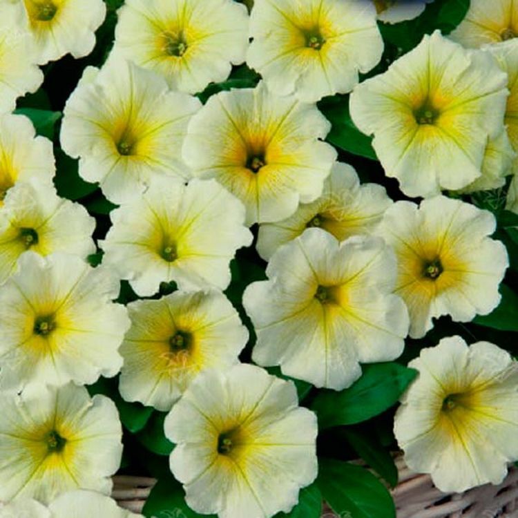 петуния изи вейв еллоу. джоконда еллоу. петуния минифлора бэби джоконда роуз. джоконда еллоу. петуния гибридная pendolino yellow center.