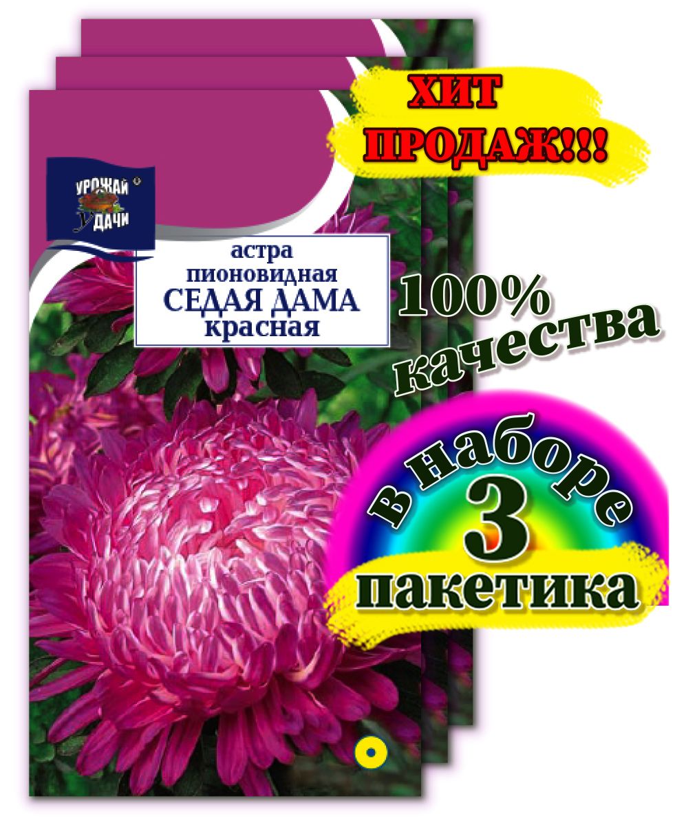 Астра Седая Дама