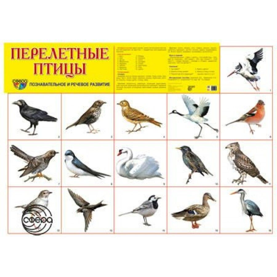 Перелётные птицы России для дошкольников