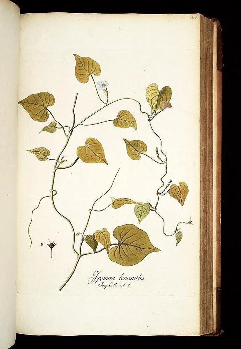 Villeroy boch ботаника посуда. Portmeirion ботаник гарден кружки. ботаника интернет. хлебная тарелочка. агротех интернет магазин каталог.