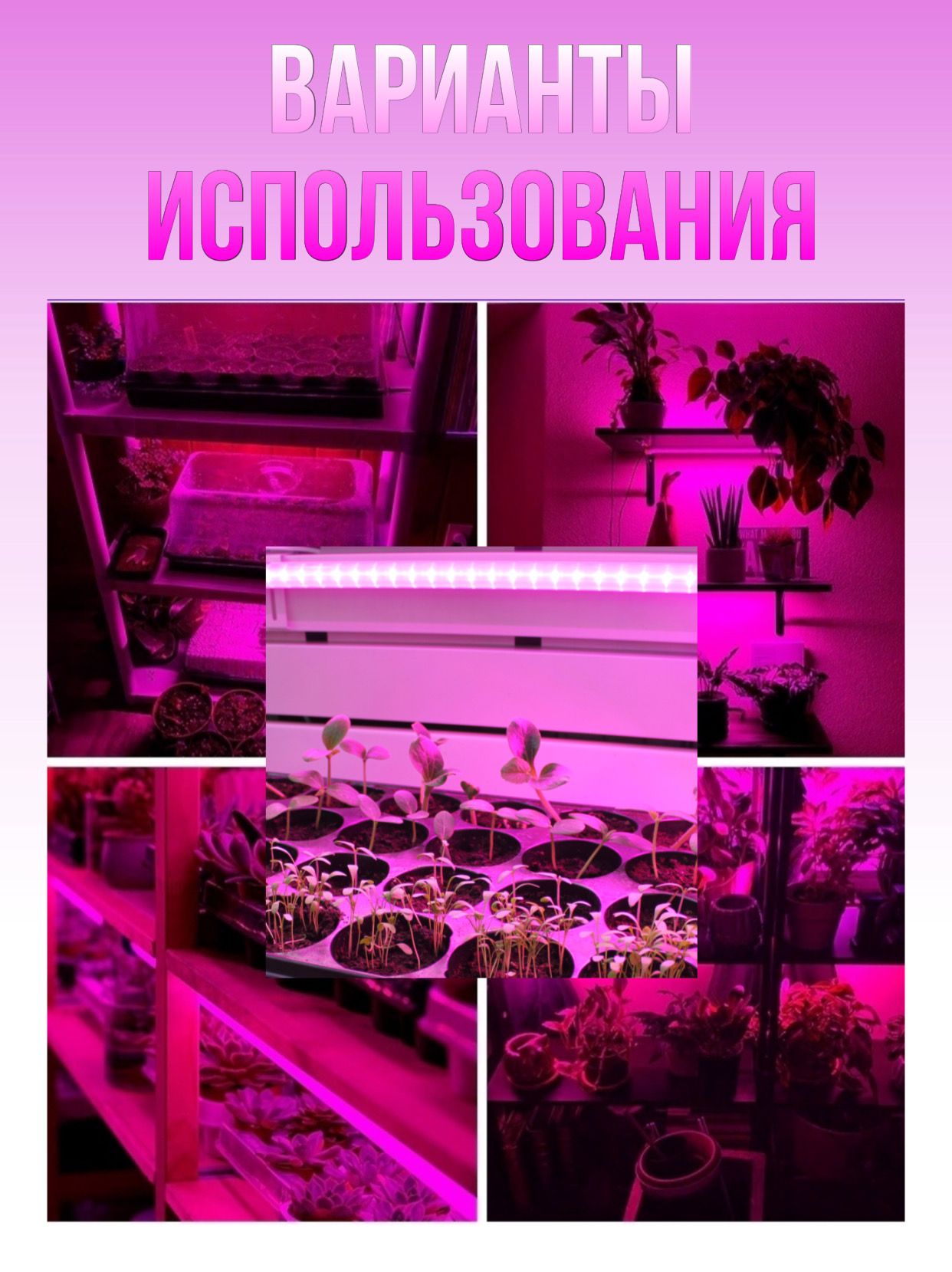 Где Можно В Москве Купить Фитоленту Оптом