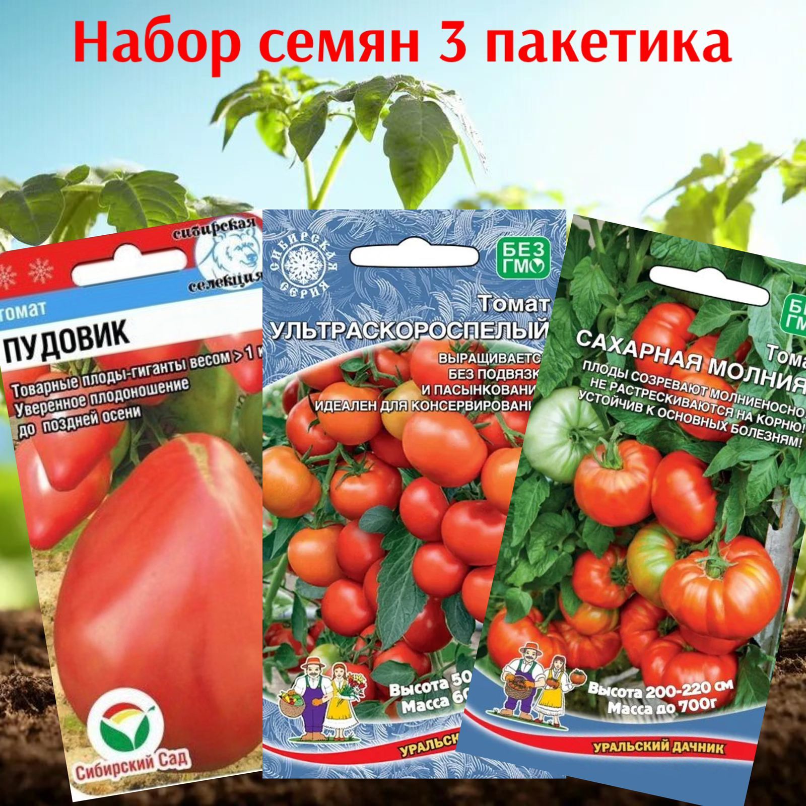 Уральский дачник томат характеристика и отзывы
