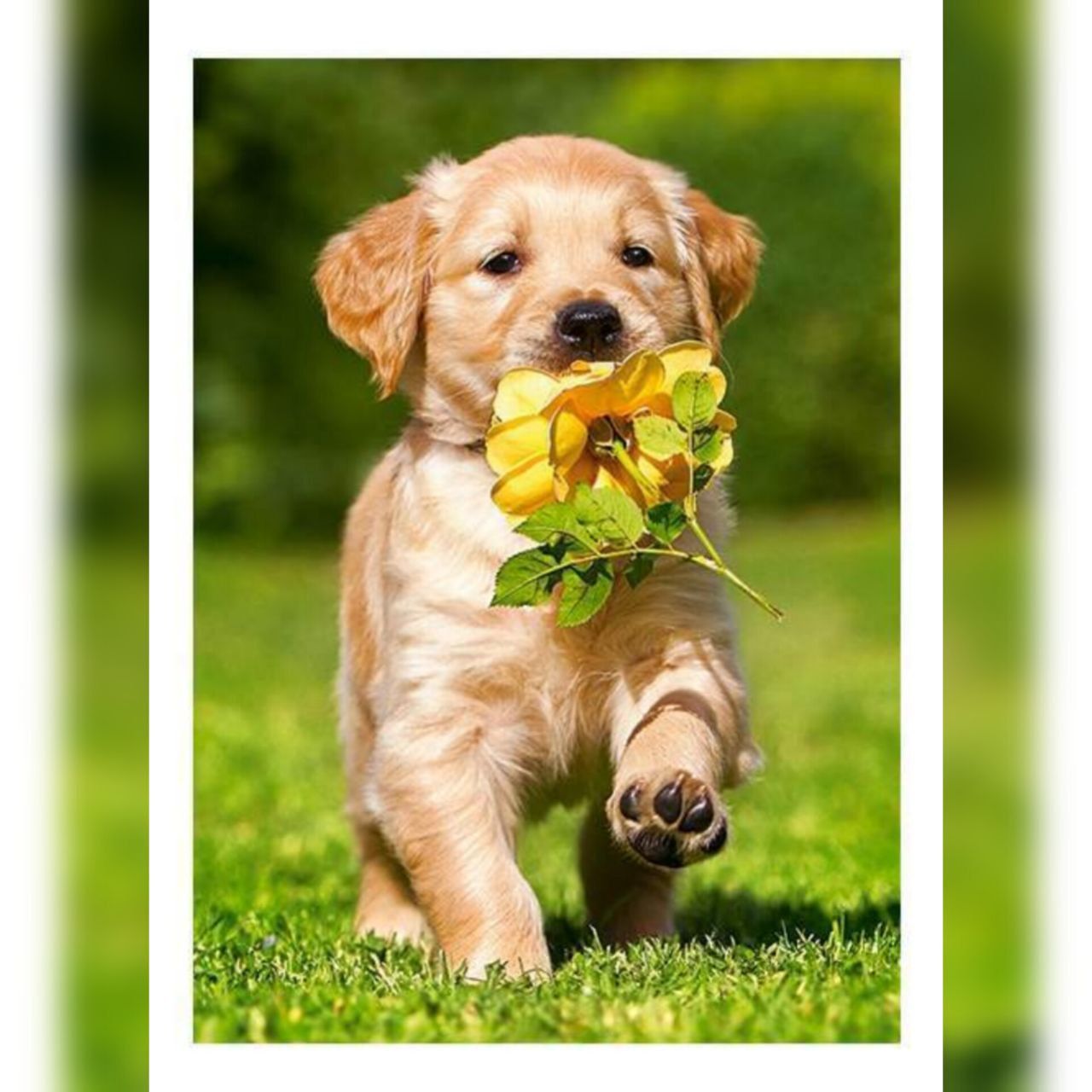Собака лабрадор пушистый красивый летние фото на воцап