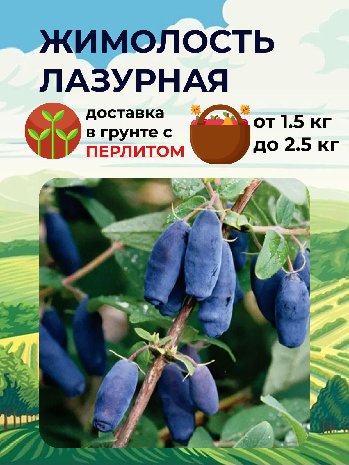 Жимолость лазурная