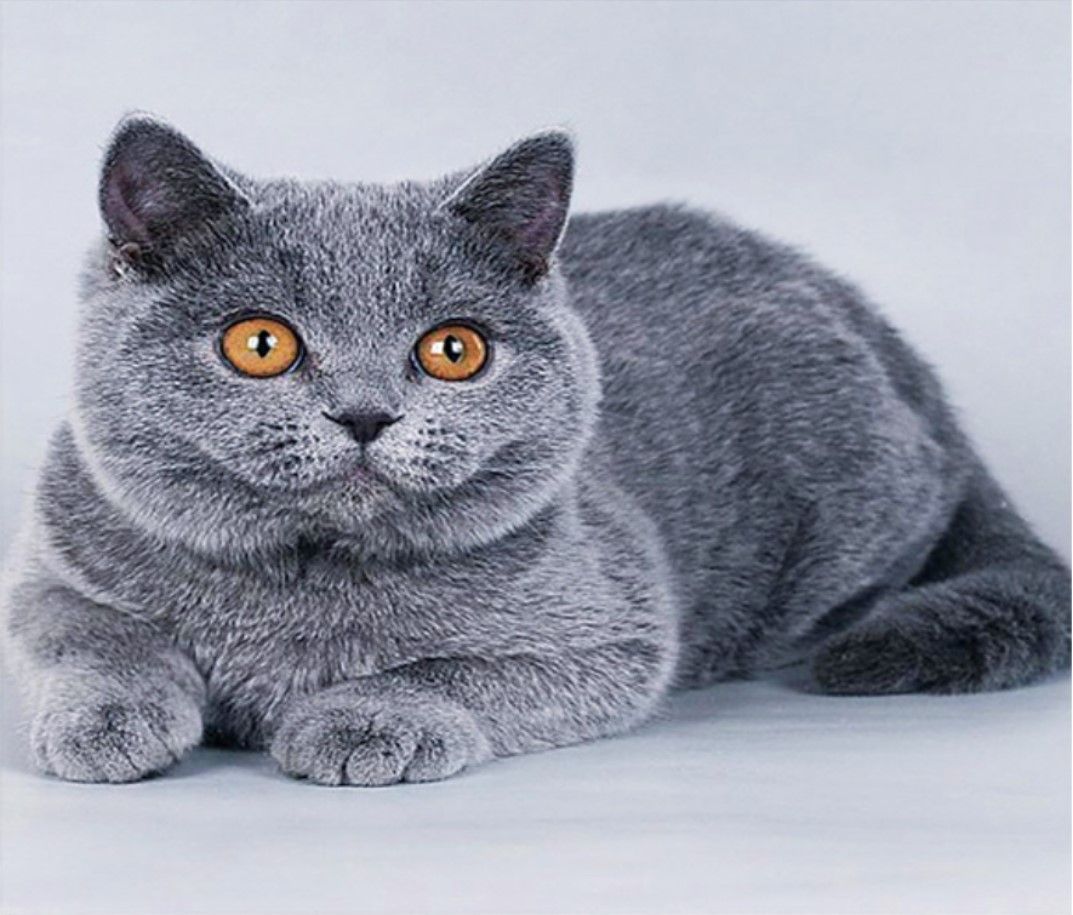 Сколько стоит британская кошка