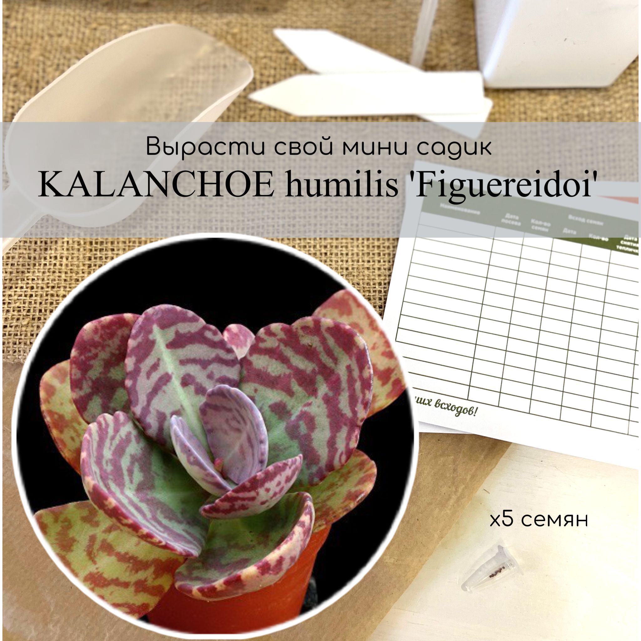 Семена каланхоэ Хумилис Куропатка / Kalanchoe humilis Figuereidoi от Бюро  семян суккулентов