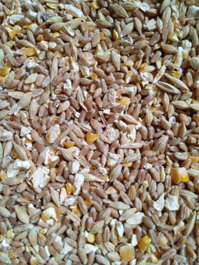 Смесь кукуруза. Кукуруза прикормочная смесь карпомания, 1кг. Смесь кукуруза. Сладкая кукуруза для рыбалки. Gbs прикормка для рыбалки.