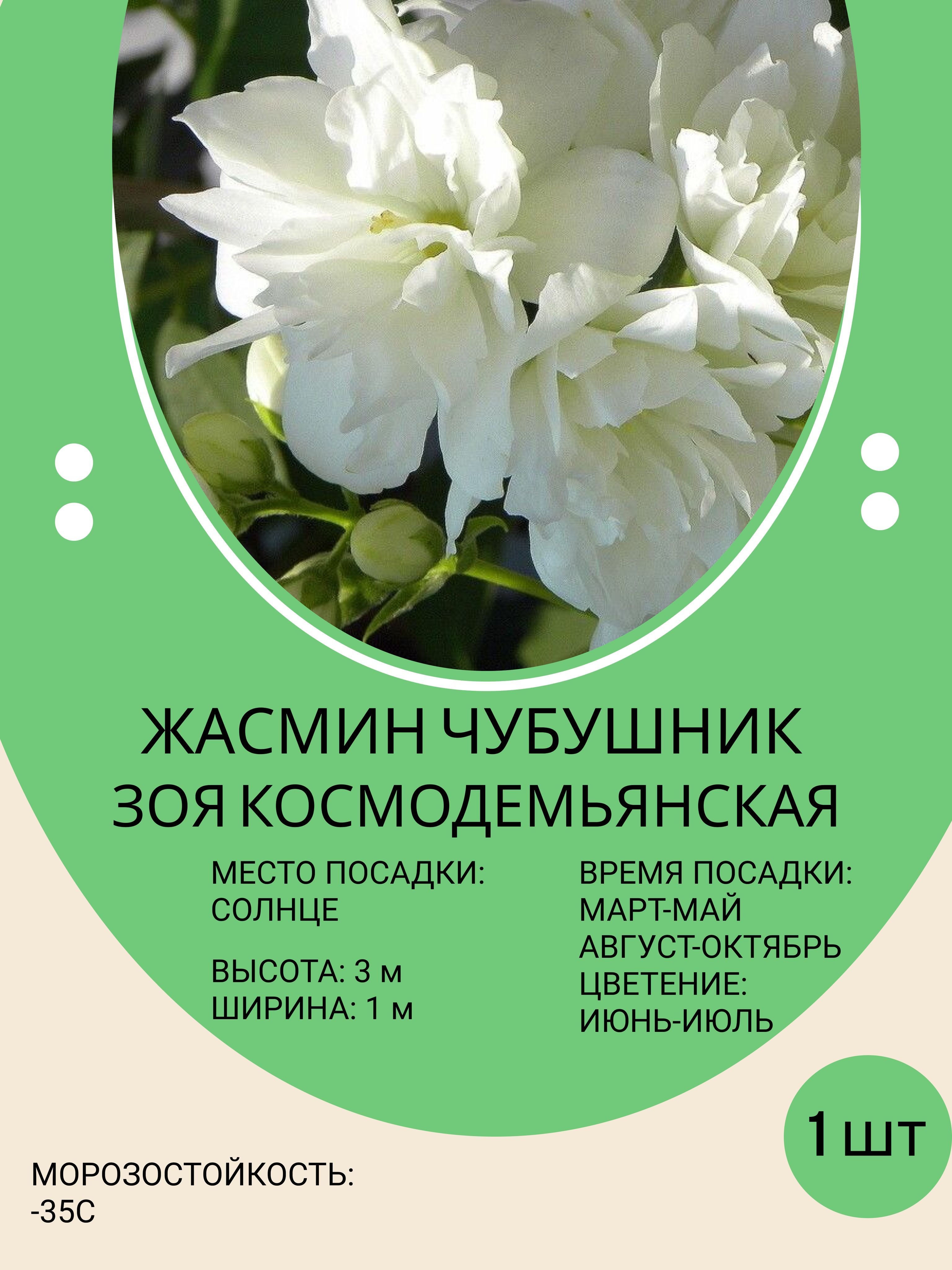 Клубни Декоративные разные МастерСад купить по выгодной цене в интернет-магазине