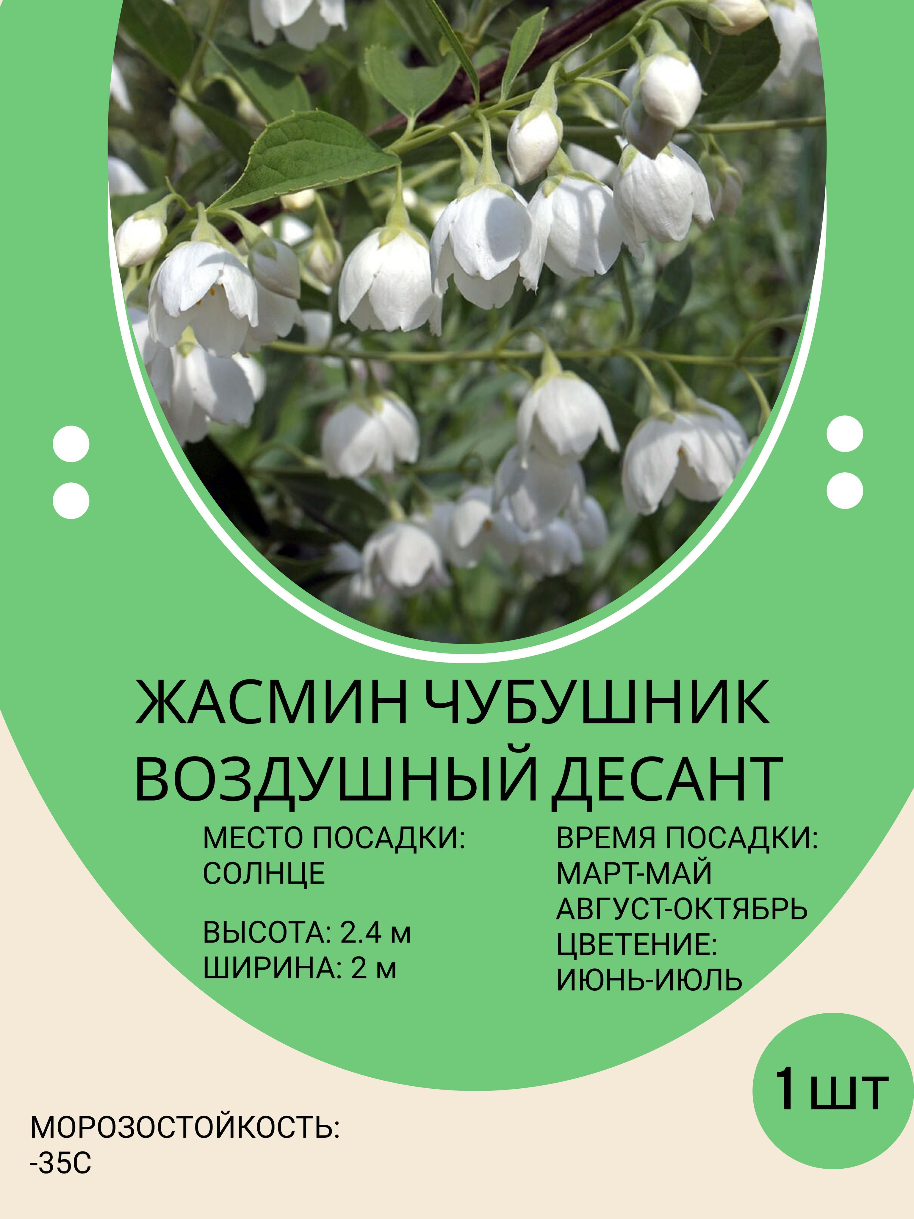 Саженцы Жасмина Купить В Москве С Доставкой