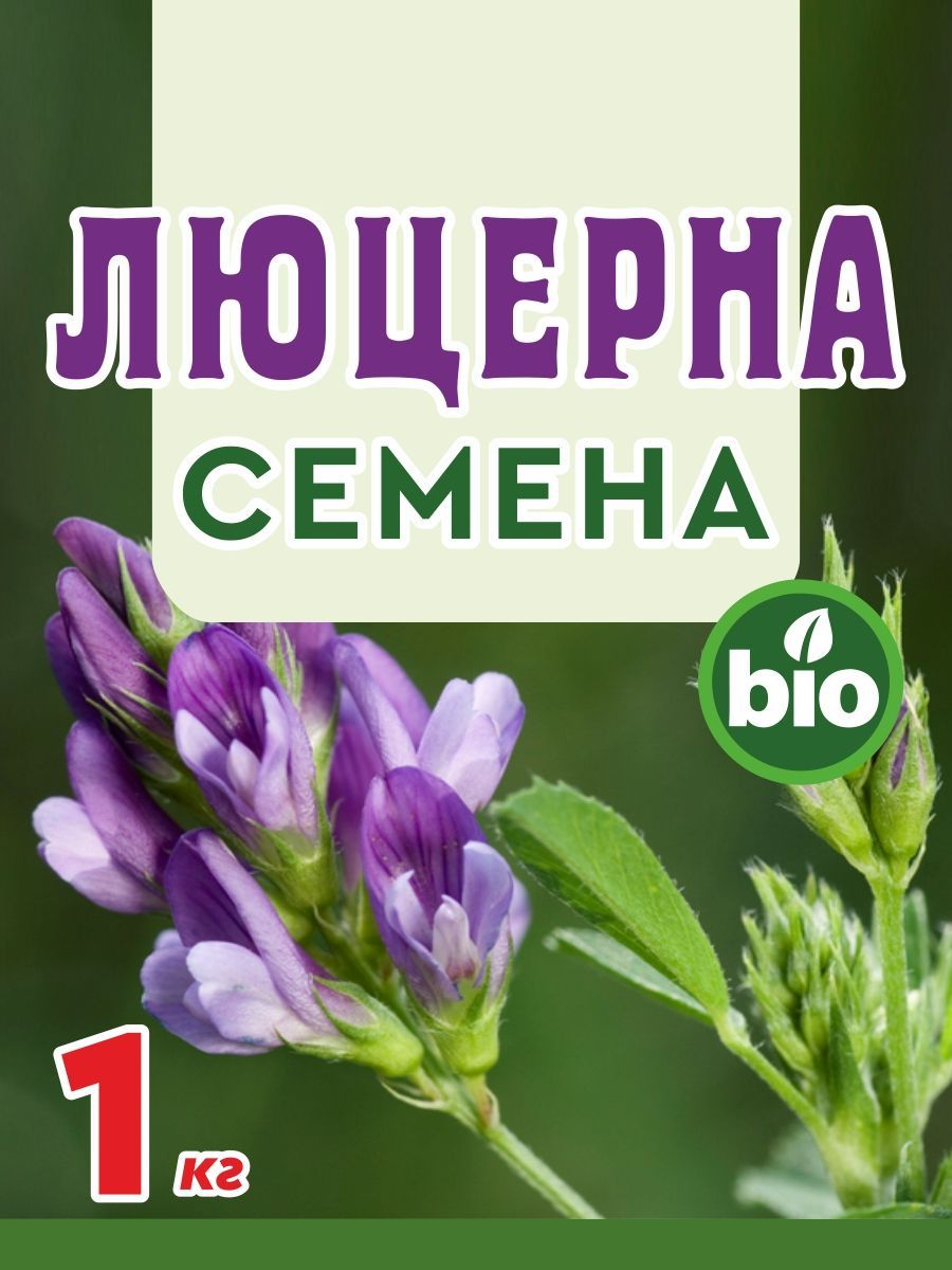 Купить Семена Люцерны