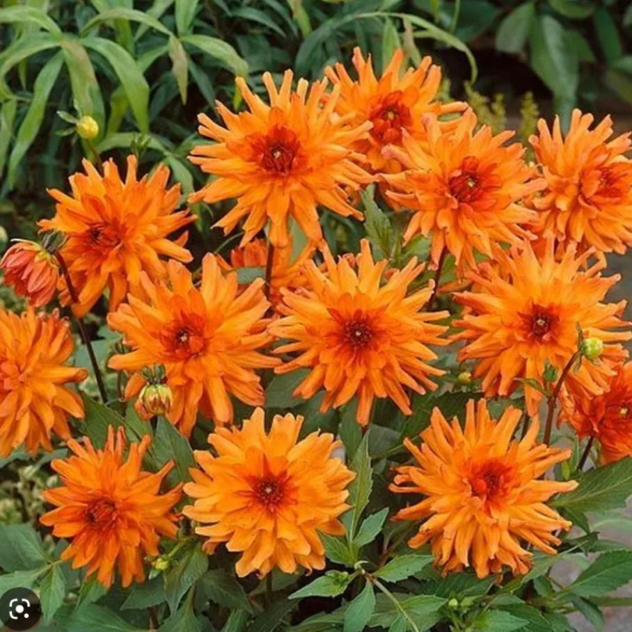 георгин оранж фубуки. георгин кактусовый бордюрный оранж пигми. георгин оранж импэкт. георгины orange pigmy. георгин оранж пигми.