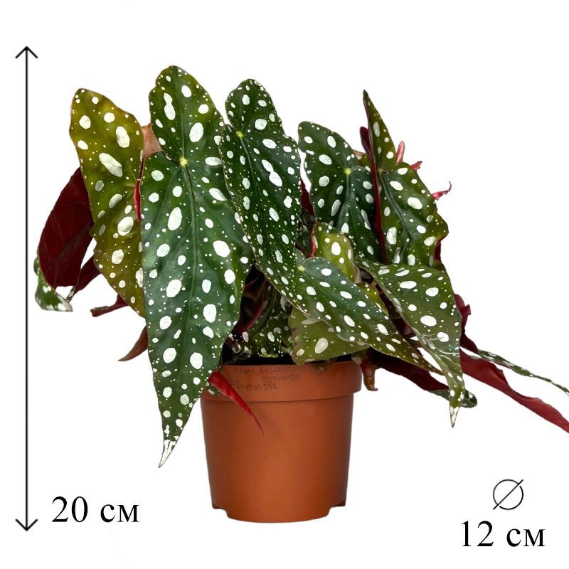 Бегония макулата в интерьере