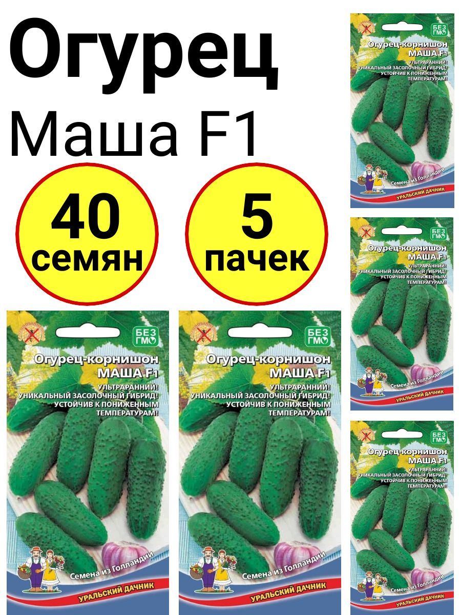 Огурцы Маша Фото