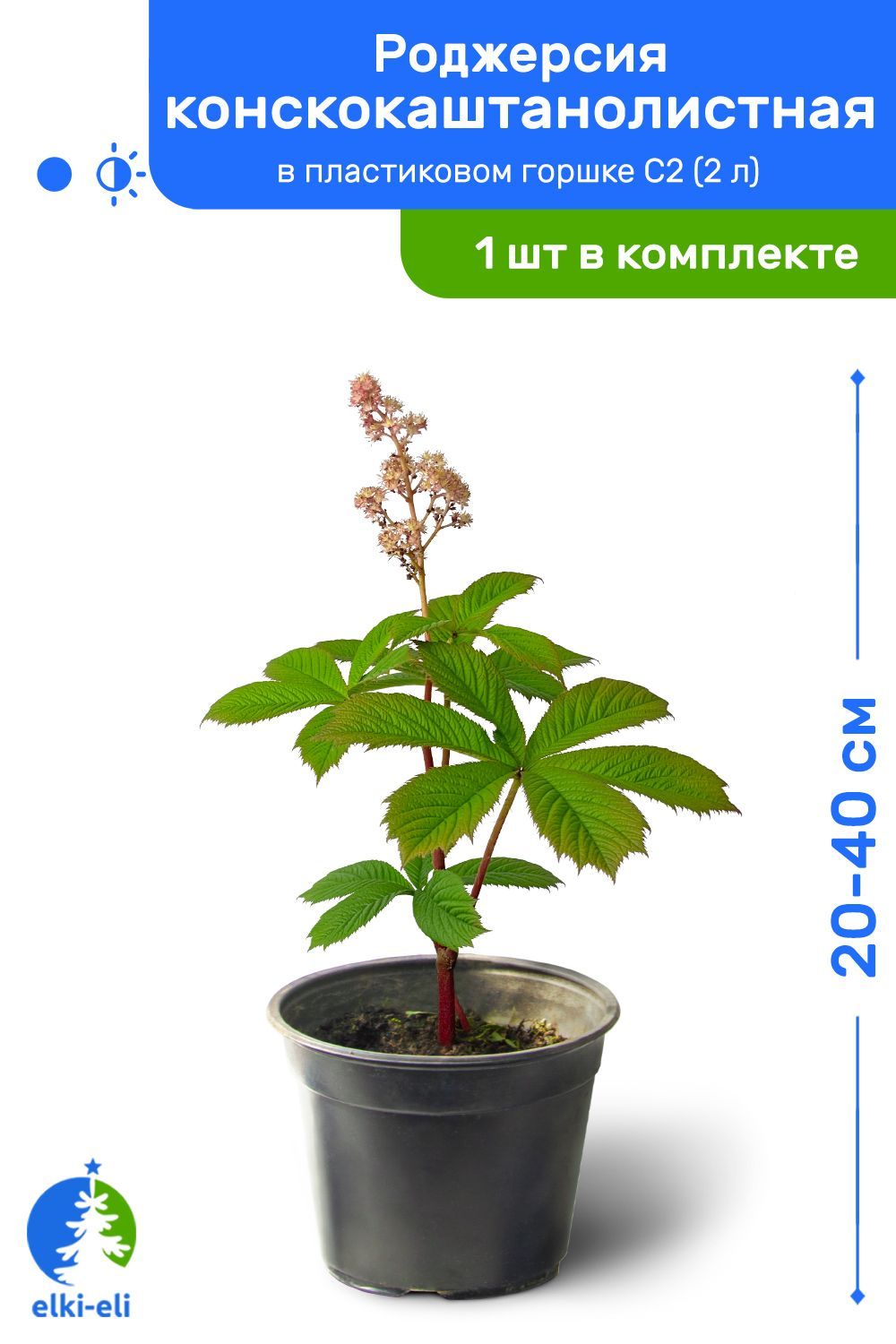 Роджерсия конскокаштанолистная 20-40 см в пластиковом горшке C2 (2 л), саженец, многолетнее травянистое живое растение