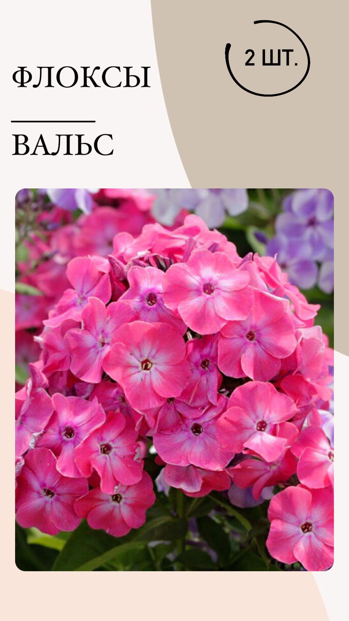 Флоксы характеристика