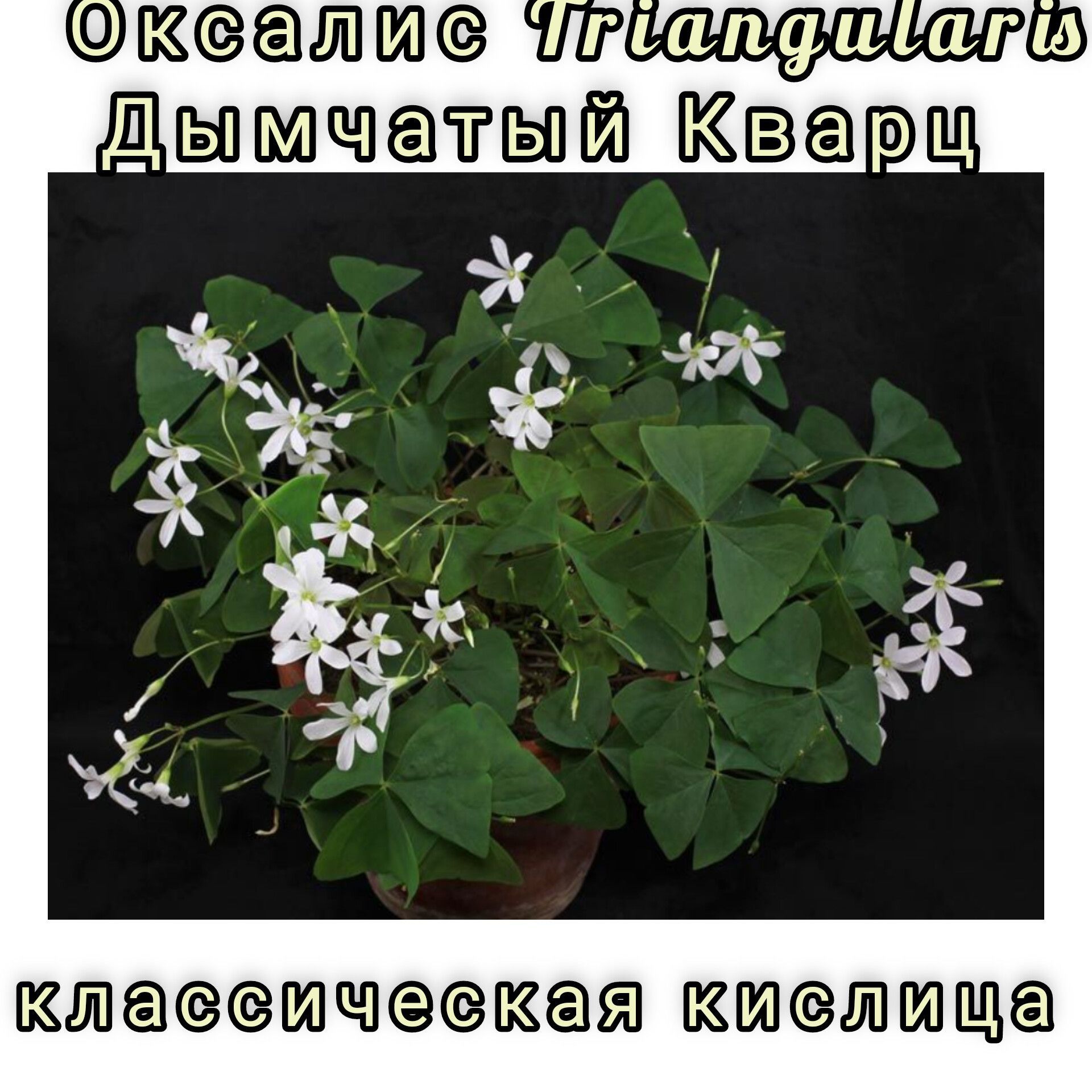 Авито кислицы. Кислица оксалис. Кислица треугольная зеленая. Оксалис Кислица зеленая. Кислица треугольная (Oxalis triangularis).