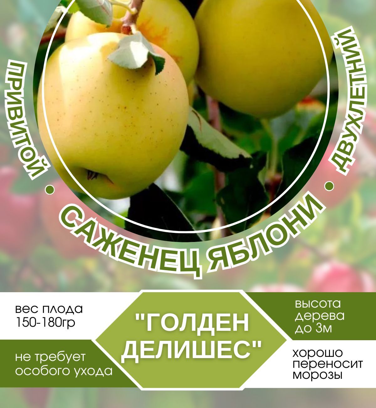 Яблоня Голден Делишес Описание Сорта Отзывы