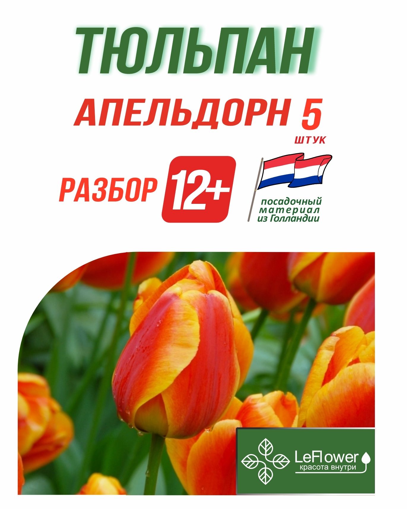 Апельдорн Тюльпан Фото