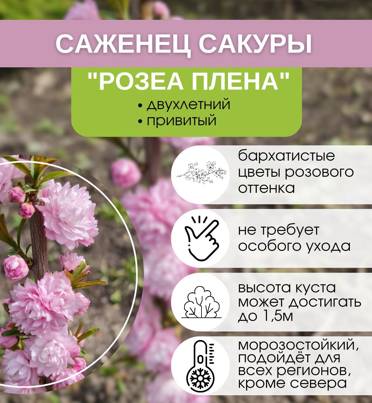 Купить Саженцы Сакуры В Минске