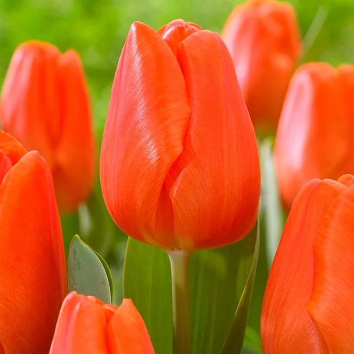 Tulip Trade Event 2019 assortment Фото Jan de Wit en Zonen B.V.