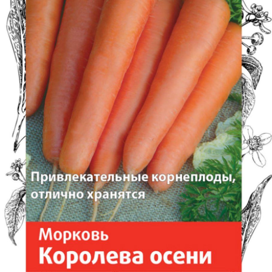Королева Осени Морковь Фото Отзывы Описание