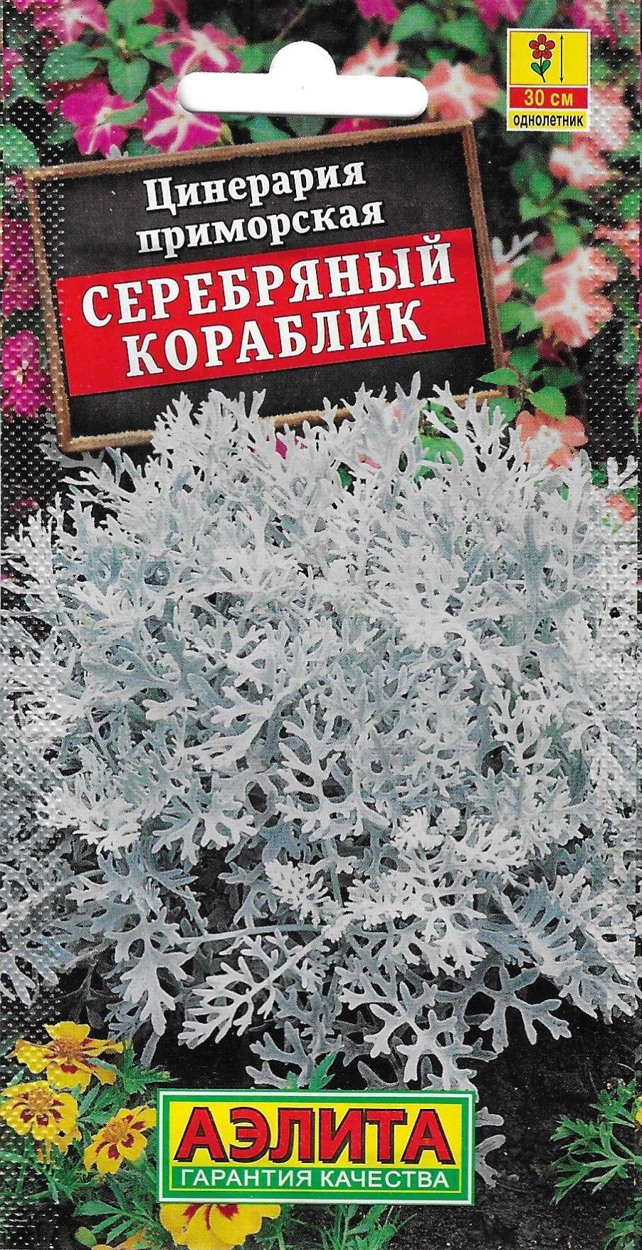 Цинерария Гибридная Купить Семена