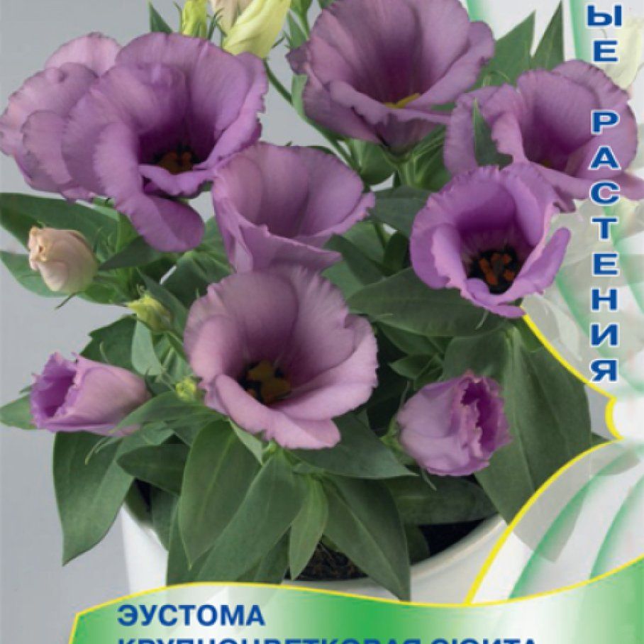 Эустома крупноцветковая сюита синяя. Эустома махровая сюита «синяя». Эустома крупноцветковая эйбиси блю рим. Эустома сюита. Эустома сюита белая поиск.