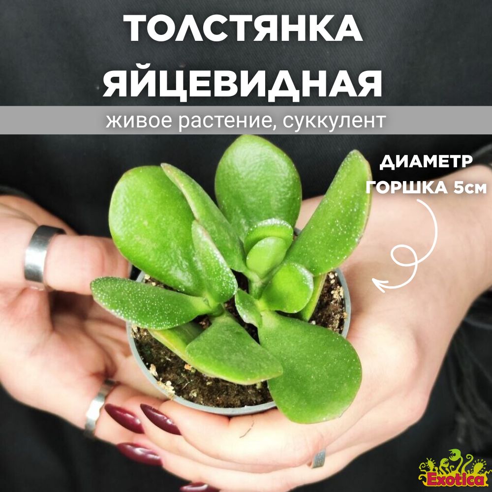 Суккулент Exotica Crassula Ovata, 5 дм, 00200 шт - купить по выгодной цене  в интернет-магазине OZON (509473497)