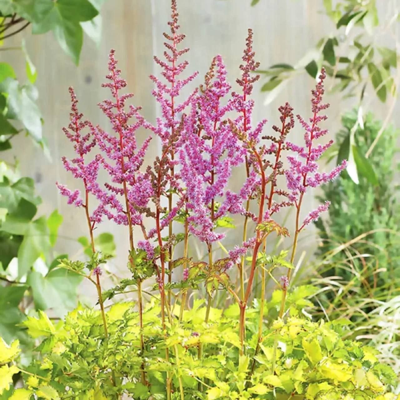 Астильба флэш лайм. Астильба колор Фреш лайм. Astilbe ‘Color Flash Lime’. Astilbe arendsii Color Flash. Астильба китайская Color Flash (колор флэш).