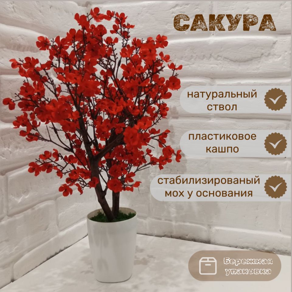 Сакура В Горшке Купить Живая