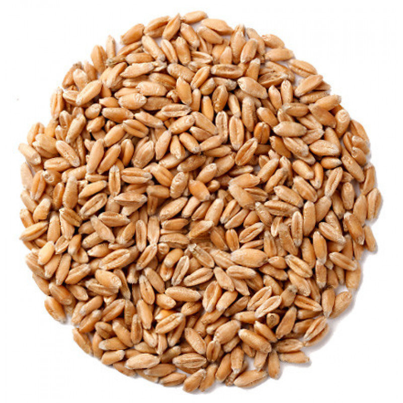 Как Выглядит Пшеница Фото