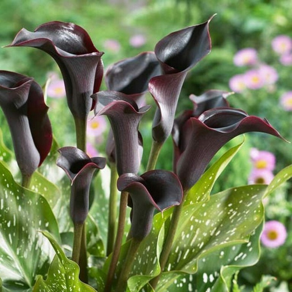 Калла Кантор - купить с доставкой по выгодным ценам в интернет-магазине ...